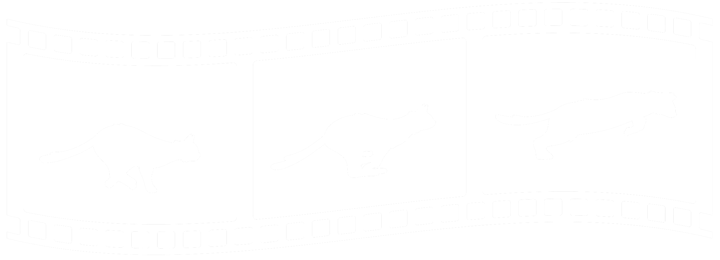 Entropy Cat Studio